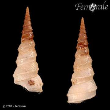 Image of Turritella carinifera Lamarck 1822