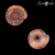 Image of disc snails