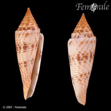 Image of Conasprella longurionis (Kiener 1847)