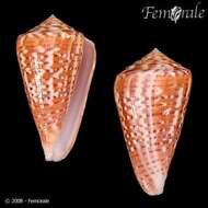 صورة Conus Linnaeus 1758