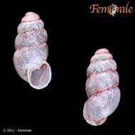 Image of Gastrocoptidae