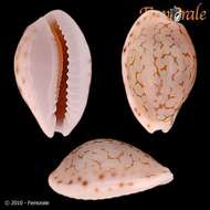 صورة Cypraea pellisserpentis Lorenz 1999