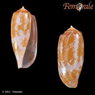 Image of cone snails