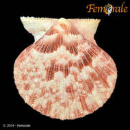 Image of <i>Lindapecten tehuelchus spinosula</i> (Bavay 1906)