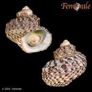 Image of turban snail