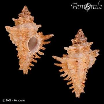 Image of Murex Snails