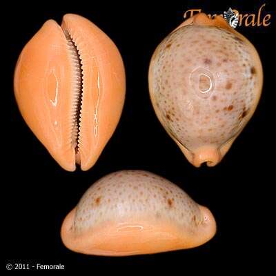 صورة <i>Cypraea porteri</i>