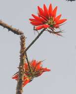 Plancia ëd Erythrina suberosa Roxb.