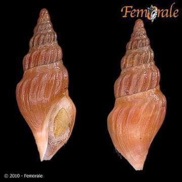 Sivun Pseudomelatomidae J. P. E. Morrison 1966 kuva