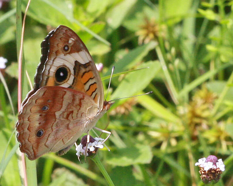 Image of Common buckeye