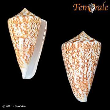 صورة Conus Linnaeus 1758