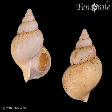 Buccinum acutispiratum Dall 1907 resmi