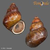 Image of river snails