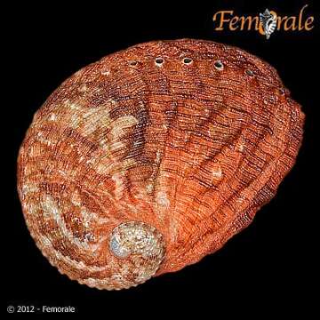 Image of Haliotoidea Rafinesque 1815