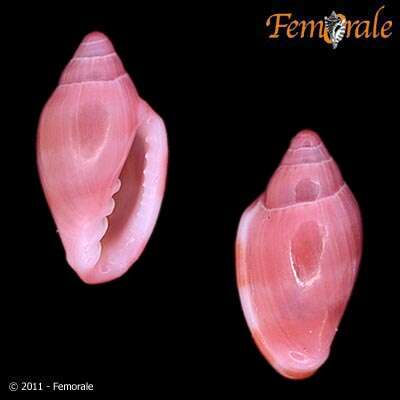 Imagem de Marginella cloveri purpurea Cossignani 2006