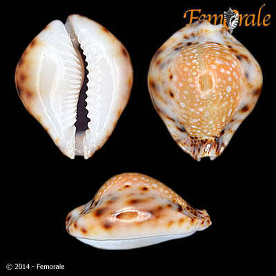 صورة Cypraea lamarckii redimita (Melvill 1888)