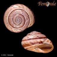 Image of Banded snails