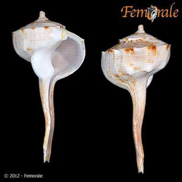 Image of Tudiclidae Cossmann 1901