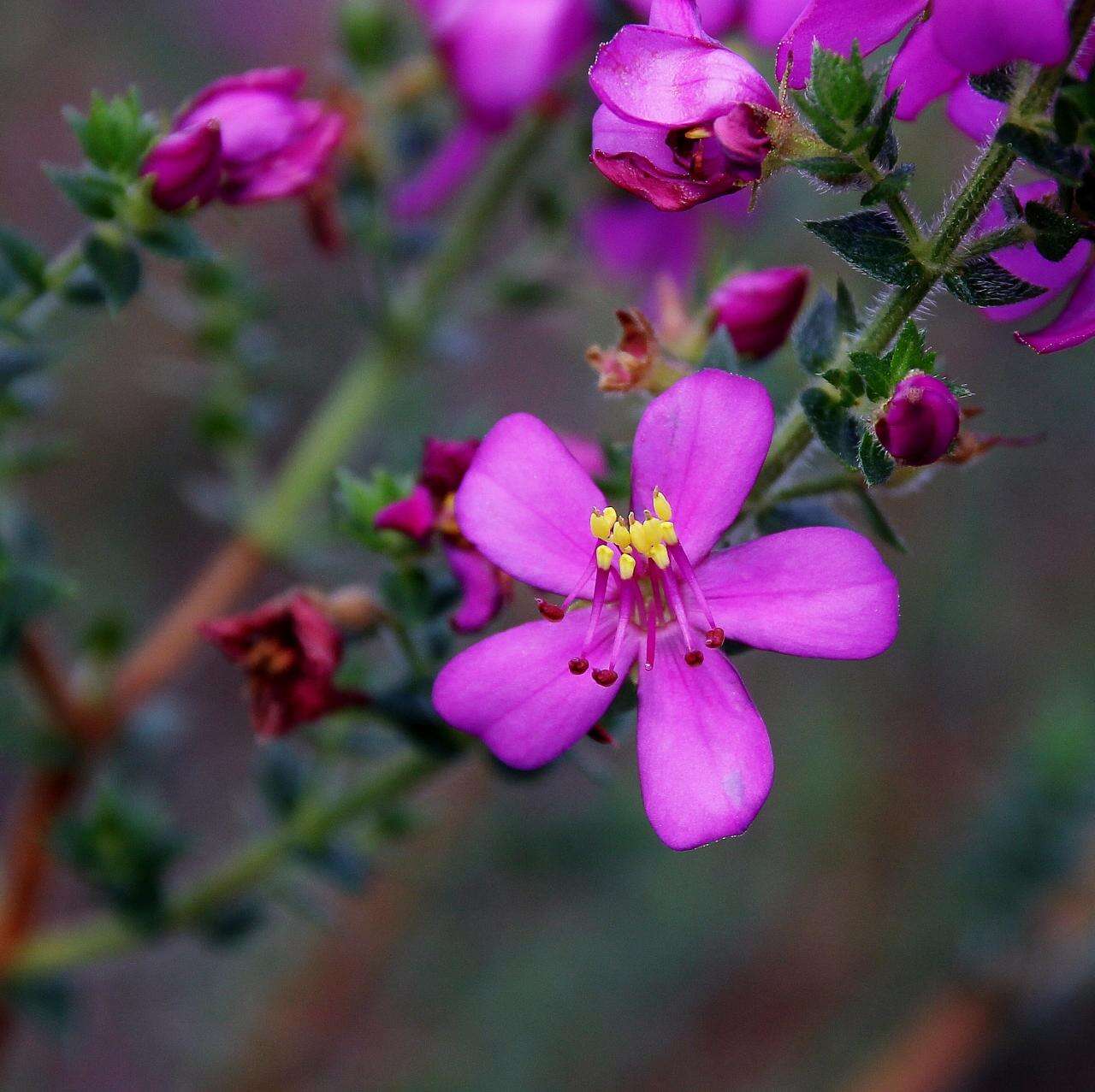 Image of Microlicia ramosa Pilg.