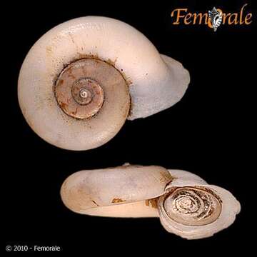 Image of <i>Pterocyclos latilabrum</i> E. A. Smith 1895