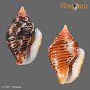 Image of West Indian dovesnail