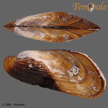 Modiolus Lamarck 1799 resmi