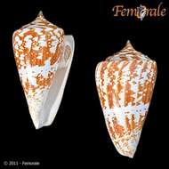 Conus amadis Gmelin 1791的圖片