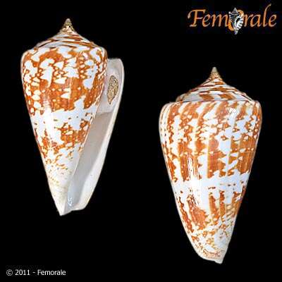 Conus amadis Gmelin 1791的圖片