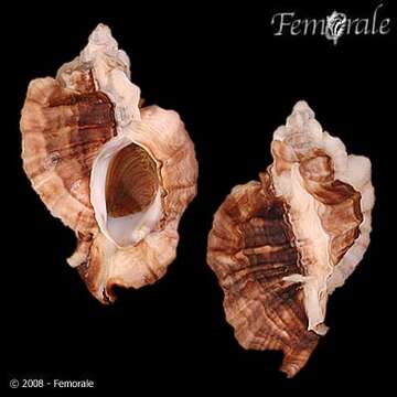 صورة Ceratostoma Herrmannsen 1846