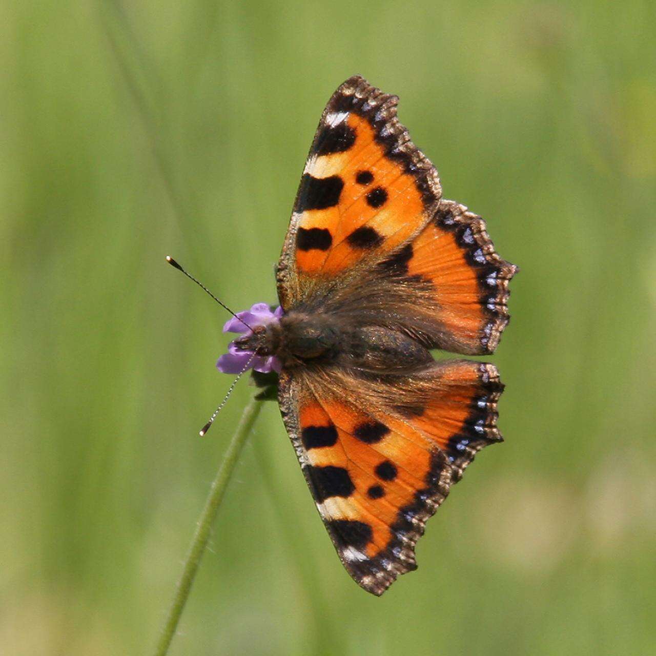 Plancia ëd Aglais urticae Linnaeus 1758