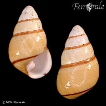 Image of Achatinella