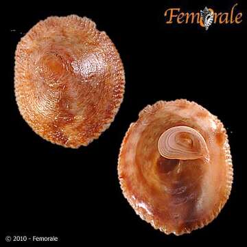 Image of cup-and-saucer snails