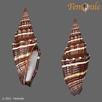 صورة Vexillum intermedium (Kiener 1838)