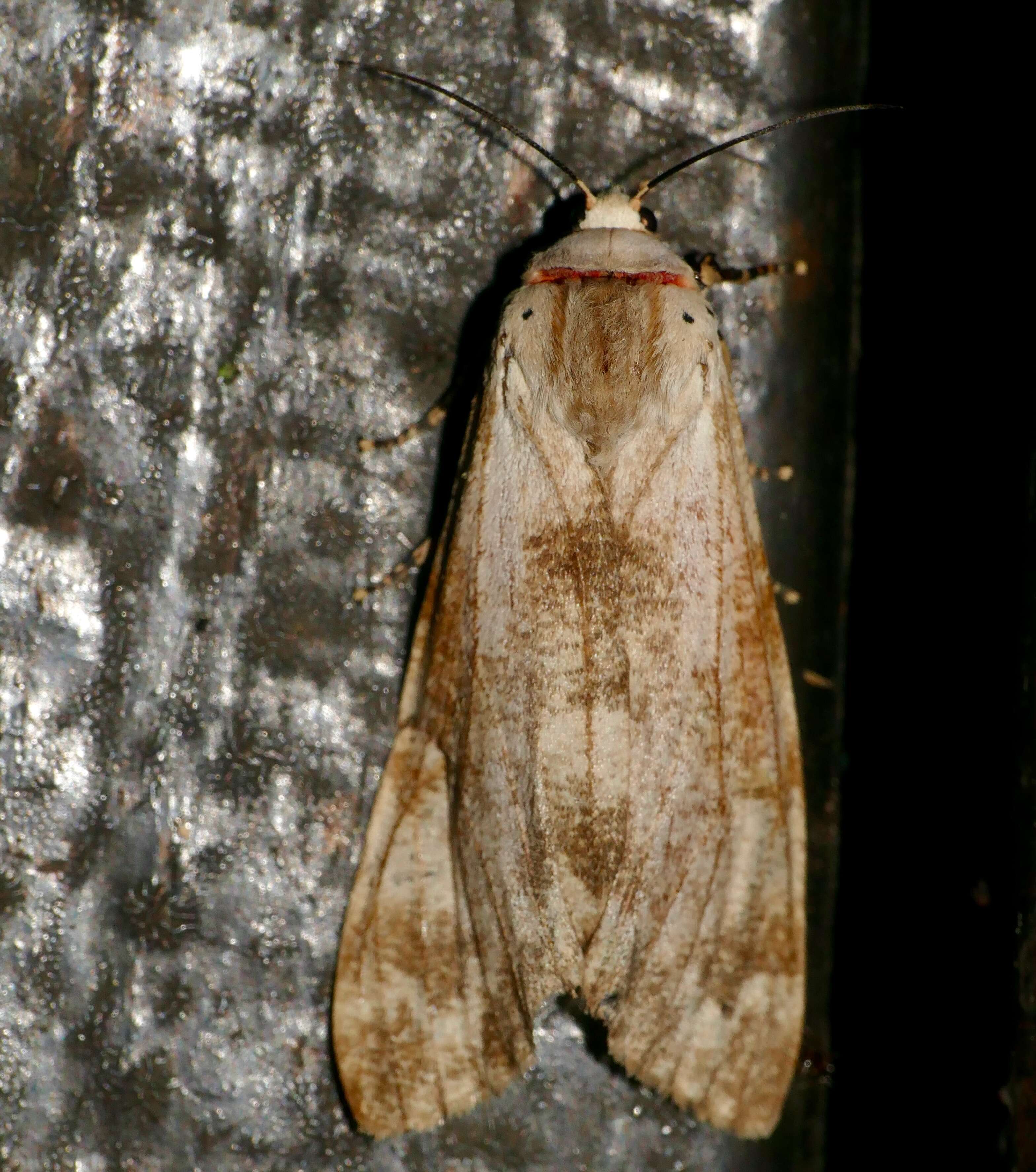 Image of Teracotona rhodophaea Walker 1864