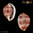 Image of Diadem pearl ovulid