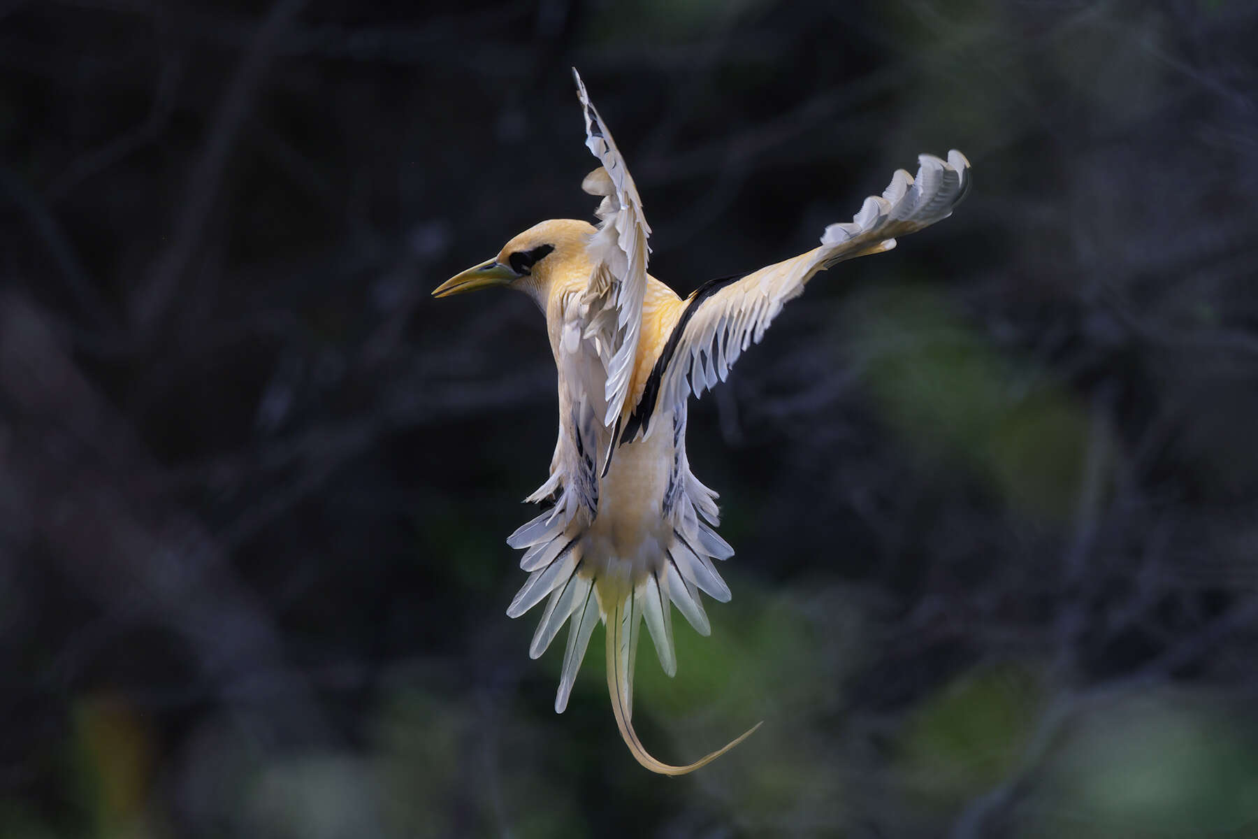 Image of golden bosunbird