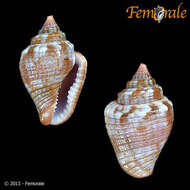 Image of Columbella Lamarck 1799