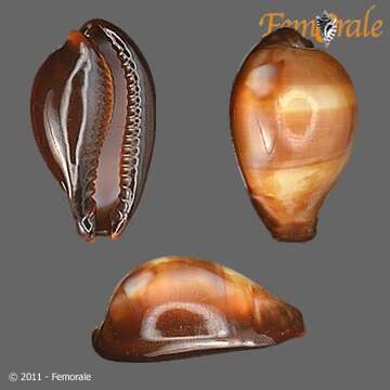 Слика од <i>Cypraea onyx</i>