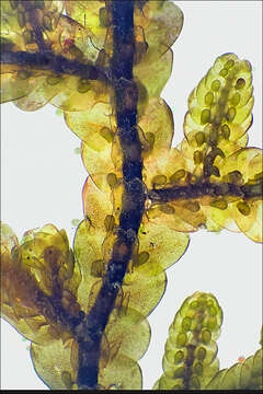 Image de Frullania tamarisci (L.) Dumort.