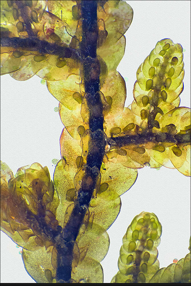 Image of Tamarisk Scalewort