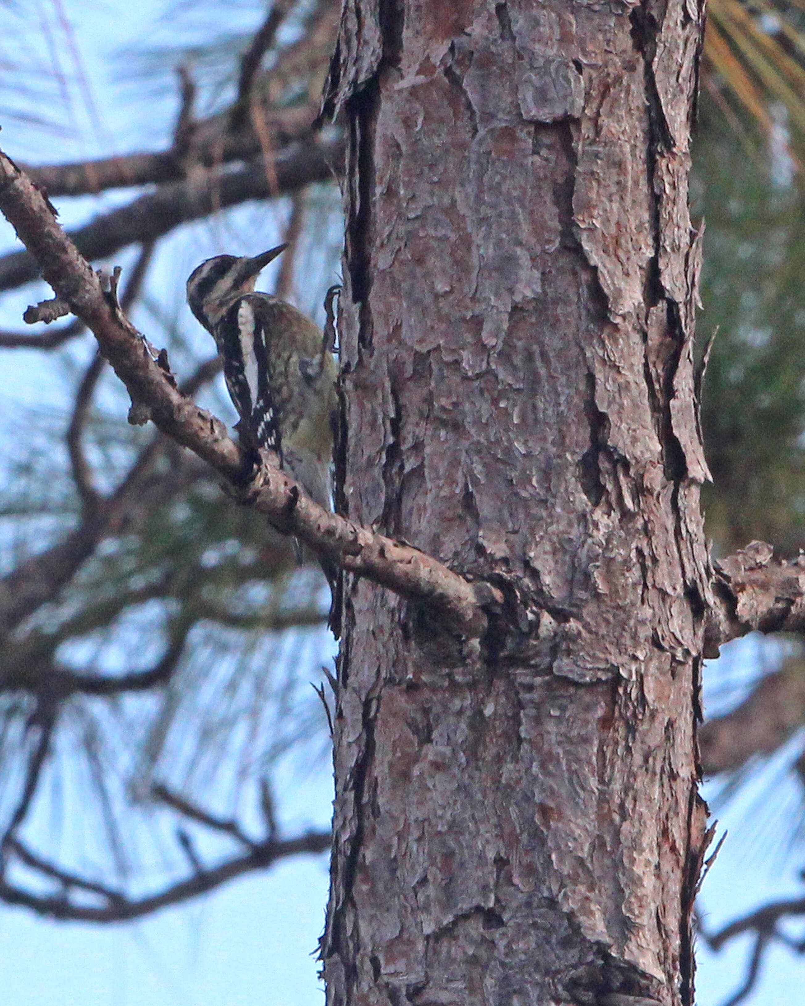 Image of Sapsucker