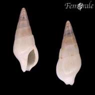Image of Mitrella pyramidalis (G. B. Sowerby Iii 1894)