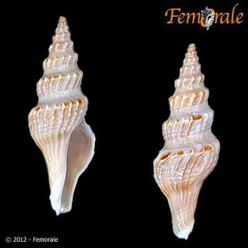 Image of Fusiturridae Abdelkrim, Aznar-Cormano, Fedosov, Kantor, Lozouet, Phuong, Zaharias & Puillandre 2018