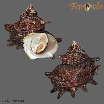 Image of turban snail