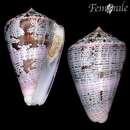 Image de Conus purpurascens G. B. Sowerby I 1833