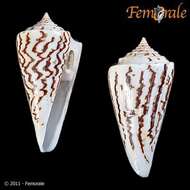 Image of Lophozoa