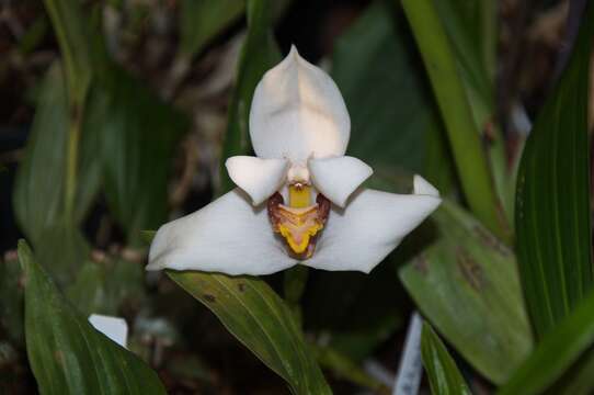 Image of Maxillaria lehmannii Rchb. fil.