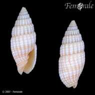 Image of Turbinelloidea Rafinesque 1815