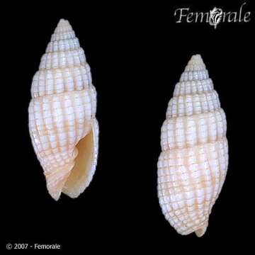 Plancia ëd Turbinelloidea Rafinesque 1815