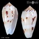 Image of Conus striatus chusaki